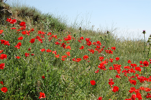 campo de la planta de adormidera