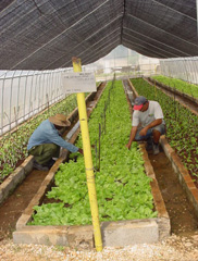 organopónico con contenes de concreto