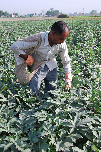 Agricultor