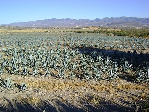 Campo de agave