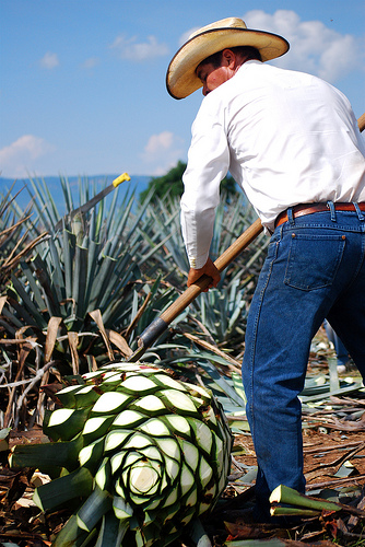 Cultivo del agave